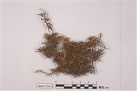 藏品(鬚蘚)的圖片